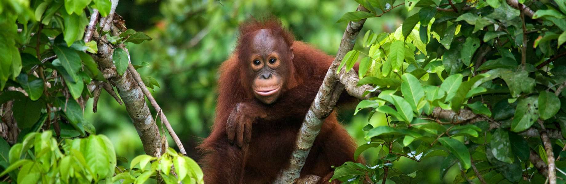 Borneo Komodo Cruise
