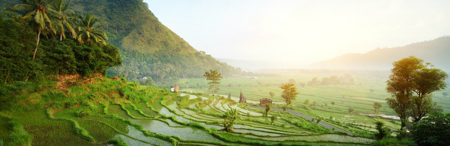 Rice terraces in Bali, Indonesia